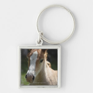 Gesicht des Fohlens Schlüsselanhänger