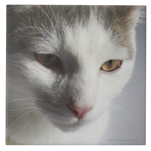 Gesicht einer Katze Fliese (Vorderseite)