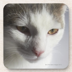 Gesicht einer Katze Untersetzer