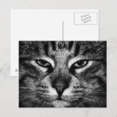 Gesicht einer norwegischen Waldkatze Postkarte (Vorne/Hinten)
