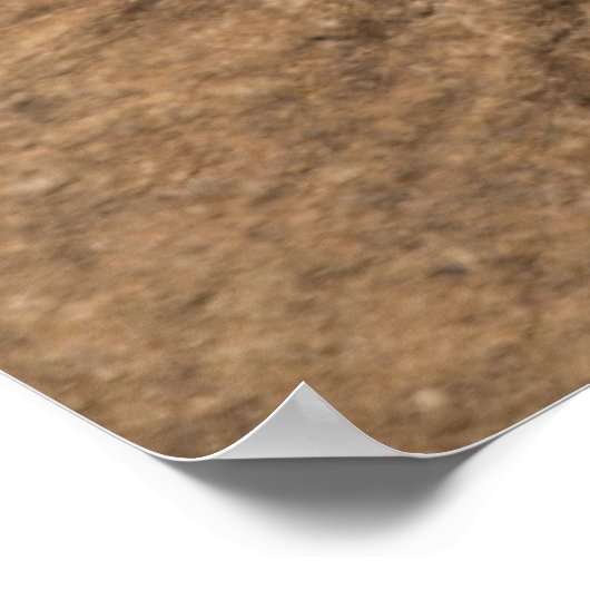 Gesicht eines Elefanten Poster (Ecke)