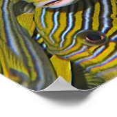 Gesichter der Sweetlips Poster (Ecke)