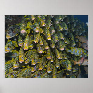 Gesichter der Sweetlips Poster