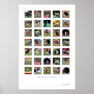 Gesichter des Agility - Cocker Spaniel Edition Poster
