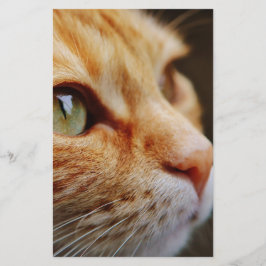 Gesichts einer Ingwerkatze bestimmt Briefpapier