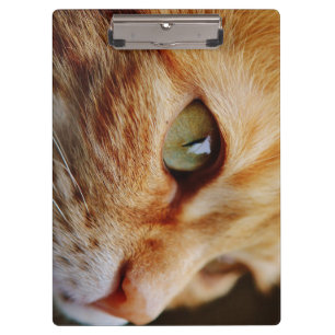Gesichts einer Ingwerkatze bestimmt Klemmbrett