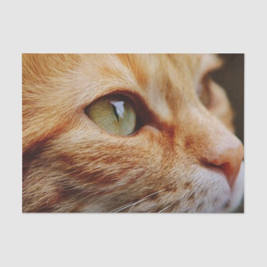 Gesichts einer Ingwerkatze bestimmt Seidenpapier (Vorderseite)