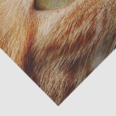 Gesichts einer Ingwerkatze bestimmt Seidenpapier (Ausschnitt)