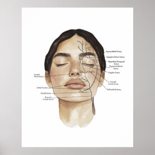 Gesichtsanatomie Druck 3 Poster