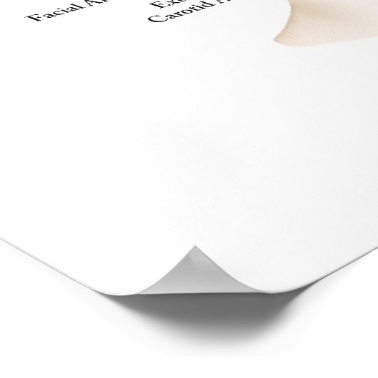 Gesichtsblutgefäße Anatomie Kunst Poster (Ecke)