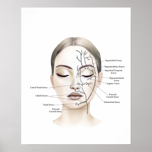 Gesichtsblutgefäße Anatomie Kunst Poster (Vorne)