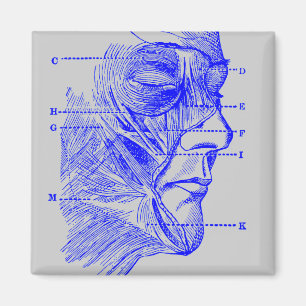 Gesichtsdiagramm Magnet