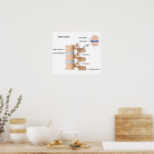 Gesichtsgelenk-Poster Poster (Küche)