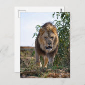 Gesichtszwiebeln auf Gras Postkarte (Vorne/Hinten)