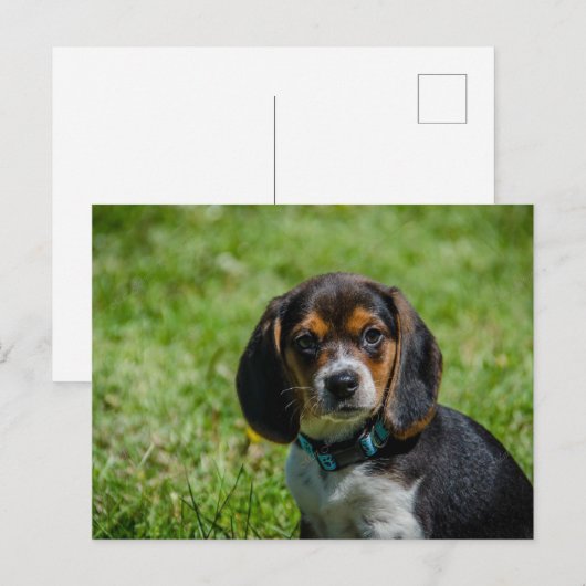 Gespielt im Gras Postkarte (Vorne/Hinten)