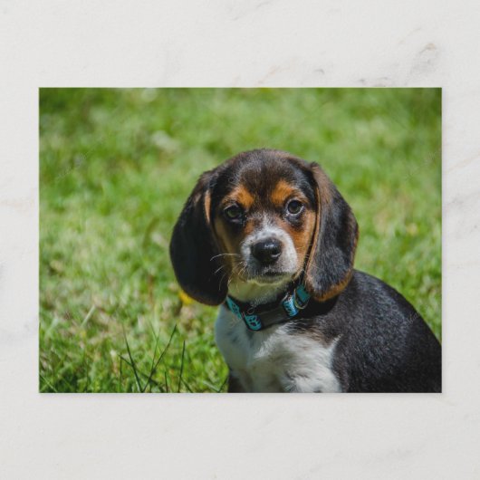 Gespielt im Gras Postkarte (Vorderseite)