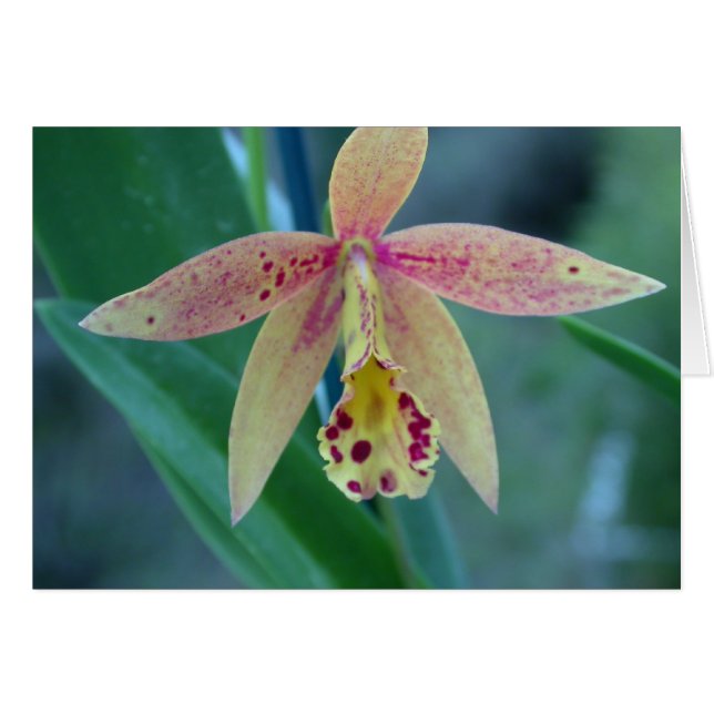 Gesprenkelte Cattleya Orchidee (Vorderseite (Horizontal))