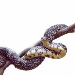 Gesprenkelte Foto-Skulptur König-Schlange Fotoskulptur Magnet<br><div class="desc">Eine Fotografie eines sehr nützlichen und schönen gebürtigen gesprenkelten Königs Schlange.</div>