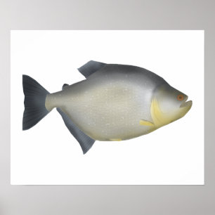 Gesprenkelte Piranhas Poster