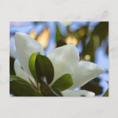 Gestaltetes Glas Sky Süd Magnolia Geschenke Appare Postkarte (Vorderseite)