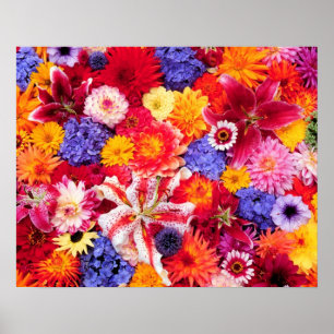 Gestaltung der Blume von Dalhia, Oriental Lilies, Poster