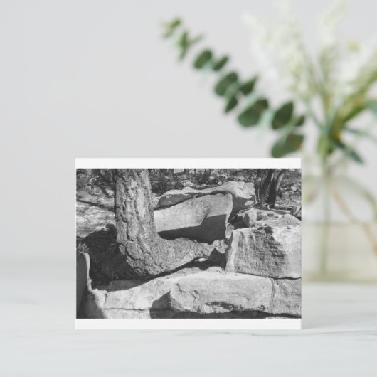 Gesteinsbaum Postkarte (Stehend Vorderseite)