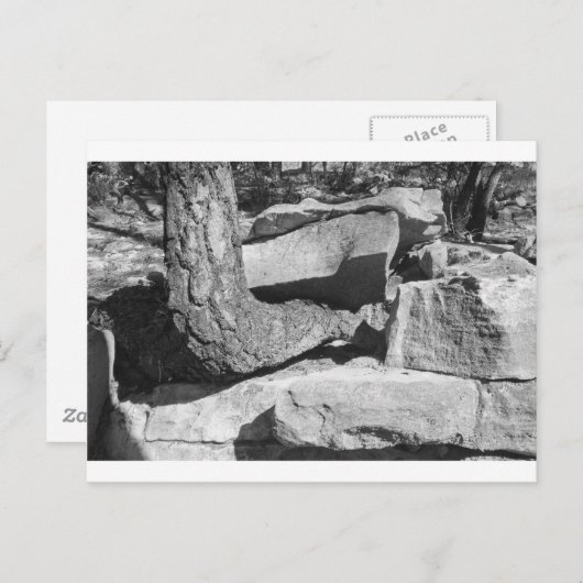 Gesteinsbaum Postkarte (Vorne/Hinten)