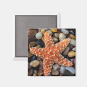 Gesteinsfisch Magnet (Vorderseite/Rückseite)