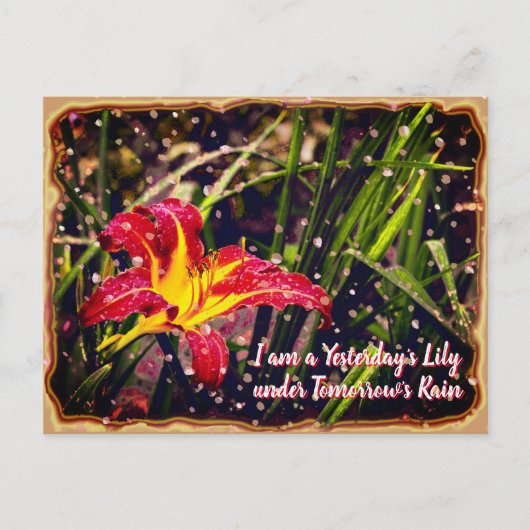 Gestern Lily in Tomorrow Rain Postkarte (Vorderseite)