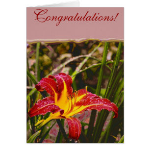 Gestern Lily nach dem Regen