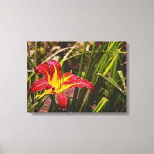 Gestern Lily nach dem Regen Leinwanddruck