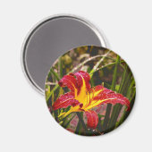 Gestern Lily nach dem Regen Magnet (Vorderseite/Rückseite)