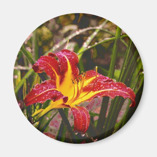 Gestern Lily nach dem Regen Magnet (Vorne)