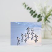 Gestohlene Pinguine, die aus dem Ozean zurückkehre Postkarte (Stehend Vorderseite)