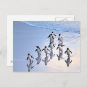 Gestohlene Pinguine, die aus dem Ozean zurückkehre Postkarte (Vorne/Hinten)