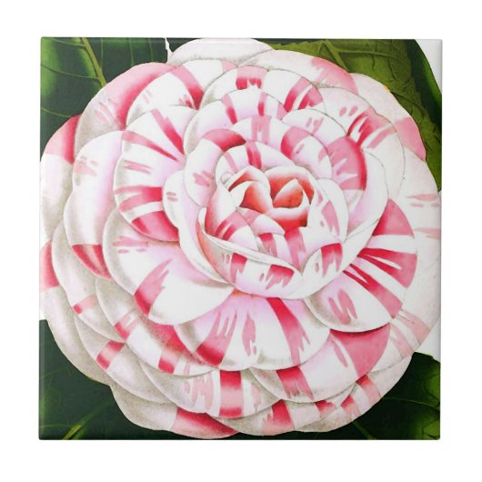 Gestreifte Candy-Cane-Kamelie Fliese (Vorderseite)