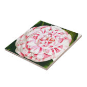 Gestreifte Candy-Cane-Kamelie Fliese (Seite)