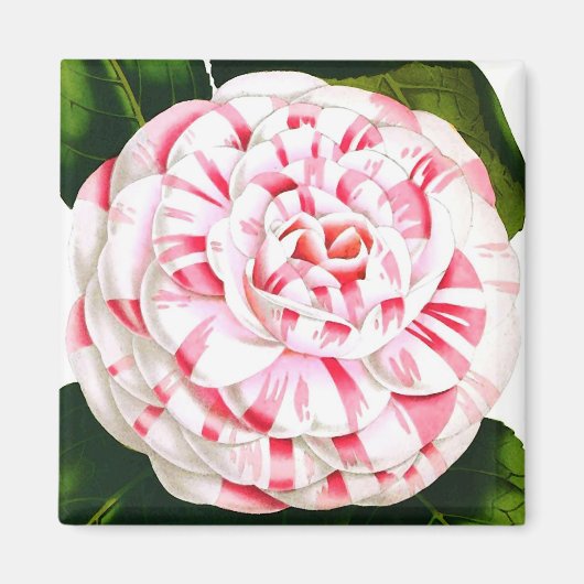 Gestreifte Candy-Cane-Kamelie Magnet (Vorne)