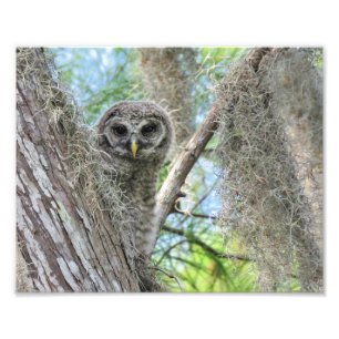 Gestreifte Ohreule auf einem Baum beim Flüggewerde Fotodruck