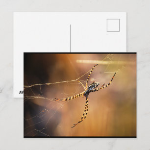 Gestreifte Radnetzspinne Postkarte