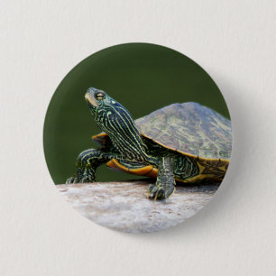Gestreifte Schildkröte Button