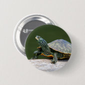 Gestreifte Schildkröte Button (Vorne & Hinten)