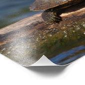 Gestreifte Schildkröte Fotodruck (Ecke)