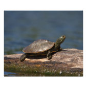 Gestreifte Schildkröte Fotodruck (Vorne)