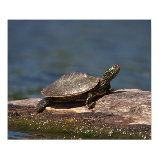 Gestreifte Schildkröte Fotodruck (Vorne)