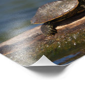 Gestreifte Schildkröte Fotodruck (Ecke)