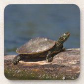 Gestreifte Schildkröte Getränkeuntersetzer (Vorderseite)