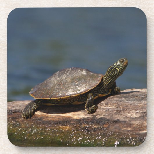 Gestreifte Schildkröte Getränkeuntersetzer (Vorderseite)