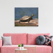 Gestreifte Schildkröte Leinwanddruck (Insitu (Wohnzimmer))