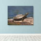 Gestreifte Schildkröte Leinwanddruck (Insitu (Holzboden))